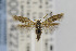  ( - CNCLEP00014227)  @12 [ ] CreativeCommons - Attribution Non-Commercial Share-Alike (2013) Jean-Francois Landry Canadian National Collection