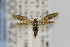  ( - CNCLEP00014227)  @13 [ ] CreativeCommons - Attribution Non-Commercial Share-Alike (2013) Jean-Francois Landry Canadian National Collection