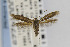  ( - CNCLEP00014229)  @14 [ ] CreativeCommons - Attribution Non-Commercial Share-Alike (2013) Jean-Francois Landry Canadian National Collection