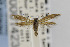  ( - CNCLEP00014231)  @13 [ ] CreativeCommons - Attribution Non-Commercial Share-Alike (2013) Jean-Francois Landry Canadian National Collection