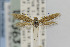  ( - CNCLEP00014232)  @12 [ ] CreativeCommons - Attribution Non-Commercial Share-Alike (2013) Jean-Francois Landry Canadian National Collection