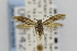  ( - CNCLEP00014234)  @13 [ ] CreativeCommons - Attribution Non-Commercial Share-Alike (2013) Jean-Francois Landry Canadian National Collection