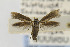  ( - CNCLEP00098078)  @11 [ ] CreativeCommons - Attribution Non-Commercial Share-Alike (2013) Jean-Francois Landry Canadian National Collection