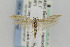  ( - CNCLEP00098093)  @14 [ ] CreativeCommons - Attribution Non-Commercial Share-Alike (2013) Jean-Francois Landry Canadian National Collection