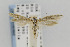  (Arotrura JFL088 - CNCLEP00098097)  @14 [ ] CreativeCommons - Attribution Non-Commercial Share-Alike (2013) Jean-Francois Landry Canadian National Collection