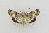  (Sympistis apep - CNCLEP00098238)  @14 [ ] CreativeCommons - Attribution Non-Commercial Share-Alike (2013) Jean-Francois Landry Canadian National Collection