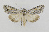  (Sympistis amenthes - CNCLEP00098240)  @14 [ ] CreativeCommons - Attribution Non-Commercial Share-Alike (2013) Jean-Francois Landry Canadian National Collection