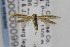  ( - MZH-LEP00000099)  @13 [ ] Copyright (2013) Jean-Francois Landry Canadian National Collection