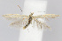  ( - BIRD18977)  @15 [ ] Copyright (2007) Unspecified Canadian National Collection