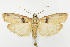  (Sciota fernaldi - CNCLEP00038552)  @15 [ ] CreativeCommons - Attribution Non-Commercial Share-Alike (2007) Unspecified Canadian National Collection