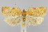  (Aphelia alleniana - CNCLEP00038636)  @15 [ ] CreativeCommons - Attribution Non-Commercial Share-Alike (2007) Unspecified Canadian National Collection