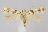  (Chionodes fondella - CNCLEP00040269)  @15 [ ] CreativeCommons - Attribution Non-Commercial Share-Alike (2007) Unspecified Canadian National Collection
