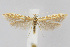  (Coleophora benestrigatella - CNCLEP00040295)  @15 [ ] CreativeCommons - Attribution Non-Commercial Share-Alike (2007) Unspecified Canadian National Collection