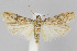  (Eurythmia - CNCLEP00040406)  @15 [ ] CreativeCommons - Attribution Non-Commercial Share-Alike (2007) Unspecified Canadian National Collection