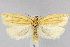  (Clepsis clemensiana - CNCLEP00040428)  @15 [ ] CreativeCommons - Attribution Non-Commercial Share-Alike (2007) Unspecified Canadian National Collection