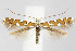  (Acrocercops - CNCLEP00040441)  @15 [ ] CreativeCommons - Attribution Non-Commercial Share-Alike (2007) Unspecified Canadian National Collection