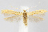  (Coleophora lineapulvella - CNCLEP00040457)  @15 [ ] CreativeCommons - Attribution Non-Commercial Share-Alike (2007) Unspecified Canadian National Collection