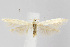  (Coleophora bispinatella - CNCLEP00040459)  @15 [ ] CreativeCommons - Attribution Non-Commercial Share-Alike (2007) Unspecified Canadian National Collection