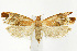 (Epinotia madderana - CNCLEP00040531)  @13 [ ] CreativeCommons - Attribution Non-Commercial Share-Alike (2007) Unspecified Canadian National Collection