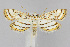  (Parapoynx badiusalis - CNCLEP00040717)  @15 [ ] CreativeCommons - Attribution Non-Commercial Share-Alike (2007) Unspecified Canadian National Collection