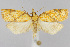  (Cenopis reticulatana - CNCLEP00040747)  @15 [ ] CreativeCommons - Attribution Non-Commercial Share-Alike (2007) Unspecified Canadian National Collection