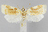  (Cenopis niveana - CNCLEP00040750)  @15 [ ] CreativeCommons - Attribution Non-Commercial Share-Alike (2007) Unspecified Canadian National Collection