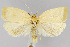  (Clepsis flavidana - CNCLEP00040760)  @15 [ ] CreativeCommons - Attribution Non-Commercial Share-Alike (2007) Unspecified Canadian National Collection