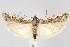  (Phycitodes - CNCLEP00040893)  @15 [ ] CreativeCommons - Attribution Non-Commercial Share-Alike (2007) Unspecified Canadian National Collection