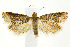  (Eucosma marmontana - CNCLEP00040916)  @15 [ ] CreativeCommons - Attribution Non-Commercial Share-Alike (2007) Unspecified Canadian National Collection