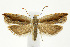  (Ancylis diminutana - CNCLEP00040921)  @15 [ ] CreativeCommons - Attribution Non-Commercial Share-Alike (2007) Unspecified Canadian National Collection