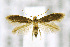  (Coptotriche malifoliella - CNCLEP00008820)  @14 [ ] CreativeCommons - Attribution Non-Commercial Share-Alike (2007) Unspecified Canadian National Collection