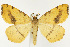  (Macaria occiduaria - CNCLEP00041027)  @15 [ ] CreativeCommons - Attribution Non-Commercial Share-Alike (2007) Unspecified Canadian National Collection