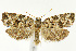  (Archips packardiana - CNCLEP00041066)  @15 [ ] CreativeCommons - Attribution Non-Commercial Share-Alike (2007) Unspecified Canadian National Collection
