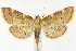  (Hypsopygia olinalis - CNCLEP00041084)  @15 [ ] CreativeCommons - Attribution Non-Commercial Share-Alike (2007) Unspecified Canadian National Collection