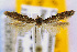  ( - CNCLEP00056062)  @13 [ ] CreativeCommons - Attribution Non-Commercial Share-Alike (2007) Unspecified Canadian National Collection