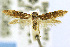  (Blastobasis marocanella - CNCLEP00056065)  @11 [ ] CreativeCommons - Attribution Non-Commercial Share-Alike (2007) Unspecified Canadian National Collection