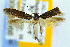 (Blastobasis maroccanella - CNCLEP00056066)  @13 [ ] CreativeCommons - Attribution Non-Commercial Share-Alike (2007) Unspecified Canadian National Collection