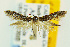  ( - CNCLEP00056068)  @12 [ ] CreativeCommons - Attribution Non-Commercial Share-Alike (2007) Unspecified Canadian National Collection