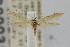  (Coleophora JFL184 - CNCLEP00003152)  @14 [ ] CreativeCommons - Attribution Non-Commercial Share-Alike (2007) Unspecified Canadian National Collection