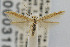  (Coleophora JFL020 - CNCLEP00003182)  @14 [ ] CreativeCommons - Attribution Non-Commercial Share-Alike (2007) Unspecified Canadian National Collection