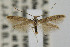  (Coleophora JFL178 - CNCLEP00003195)  @15 [ ] CreativeCommons - Attribution Non-Commercial Share-Alike (2007) Unspecified Canadian National Collection