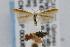  ( - jflandry1605.1)  @11 [ ] Copyright (2007) Unspecified Canadian National Collection