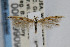  (Coleophora JFL215 - CNCLEP00009909)  @14 [ ] CreativeCommons - Attribution Non-Commercial Share-Alike (2007) Unspecified Canadian National Collection