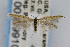  (Coleophora JFL235 - CNCLEP00009910)  @14 [ ] CreativeCommons - Attribution Non-Commercial Share-Alike (2007) Unspecified Canadian National Collection