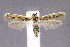  ( - CNCLEP00011041)  @12 [ ] CreativeCommons - Attribution Non-Commercial Share-Alike (2007) Unspecified Canadian National Collection