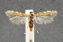  (Areniscythris JFL290 - CNCLEP00011065)  @14 [ ] CreativeCommons - Attribution Non-Commercial Share-Alike (2007) Unspecified Canadian National Collection