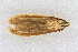  (Coleophora JFL029 - CNCLEP00018044)  @11 [ ] CreativeCommons - Attribution Non-Commercial Share-Alike (2007) Unspecified Canadian National Collection