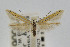  (Coleophora basistrigella - CNCLEP00061072)  @14 [ ] CreativeCommons - Attribution Non-Commercial Share-Alike (2007) Unspecified Canadian National Collection