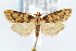  (Aglossa disciferalis - CNCLEP00042317)  @15 [ ] CreativeCommons - Attribution Non-Commercial Share-Alike (2007) Unspecified Canadian National Collection