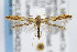  ( - CNCLEP00042523)  @13 [ ] CreativeCommons - Attribution Non-Commercial Share-Alike (2007) Unspecified Canadian National Collection